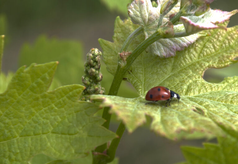 Coccinelle posée sur une feuille de vigne