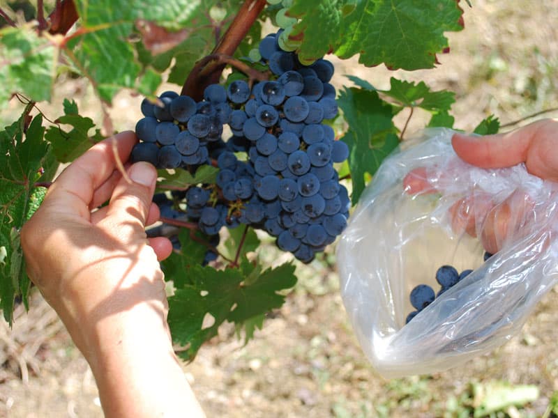 Mains qui cueillent des raisins à maturité