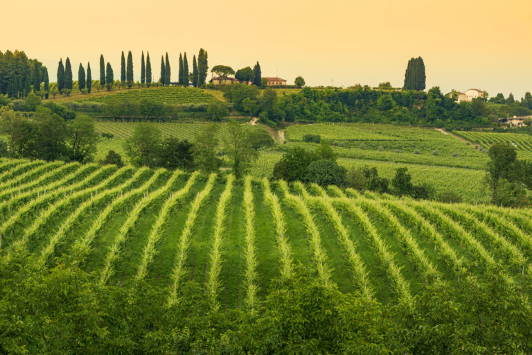 Paysage de vignes