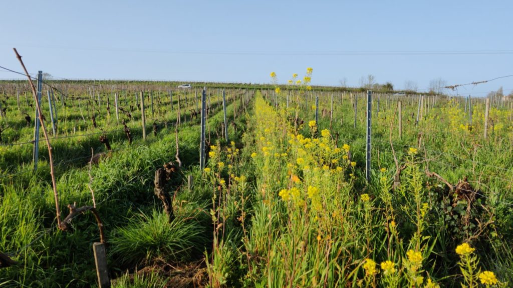 Vignes avec des inter rang cultivés et fleuris