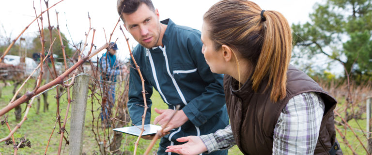 un apprenti formé par un professionnel à la taille de la vigne