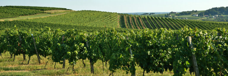 vigne sur côteaux