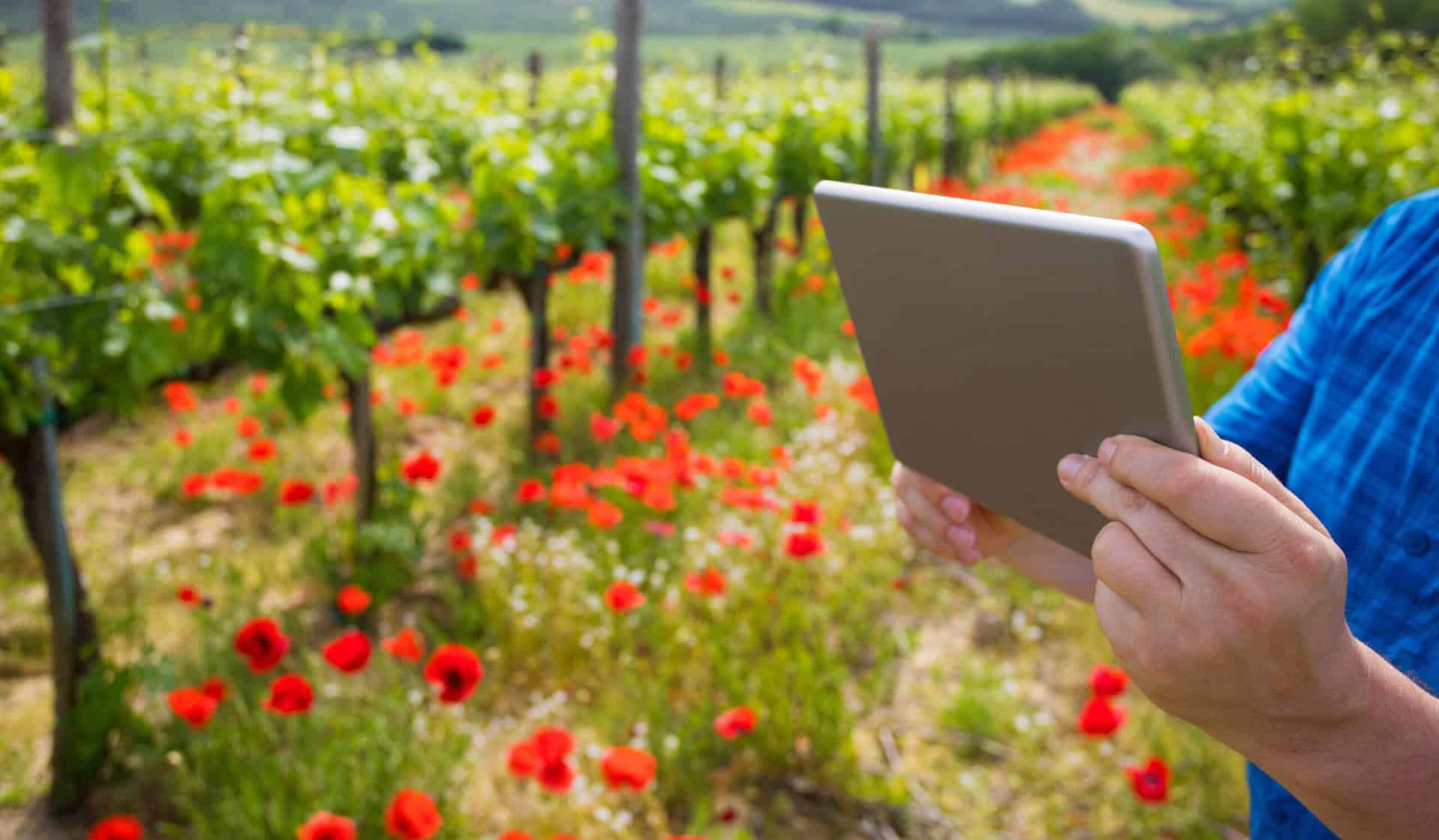 un viticulteur avec une tablette dans les vignes