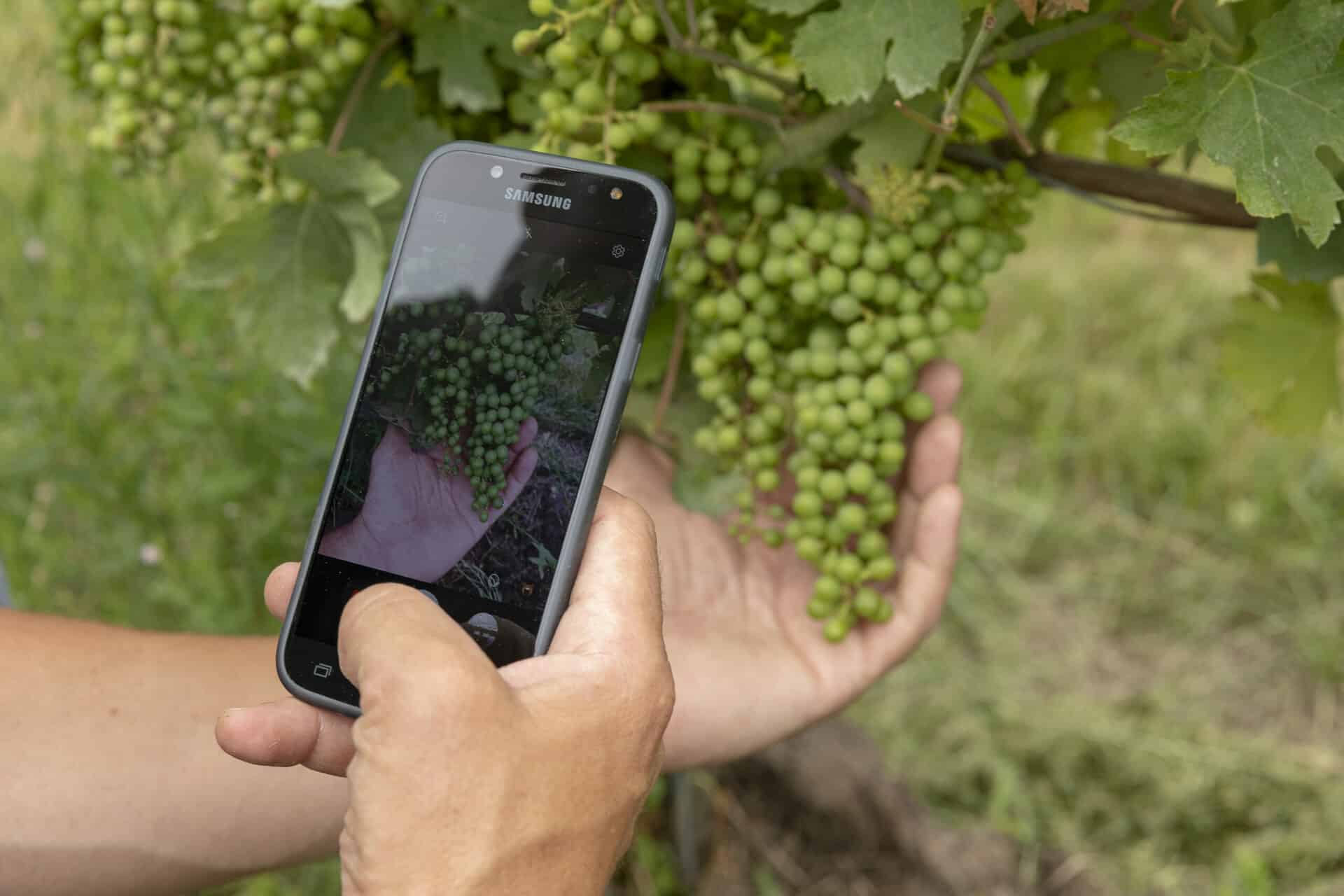 utilisation d'un smartphone dans les vignes