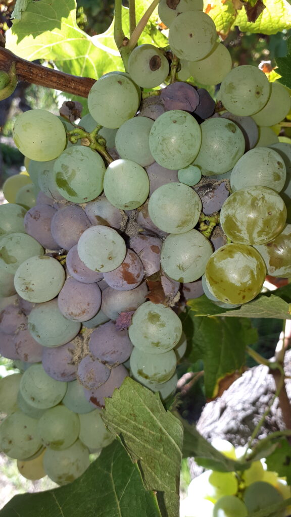 Botrytis sur grappe de raisin sémillon