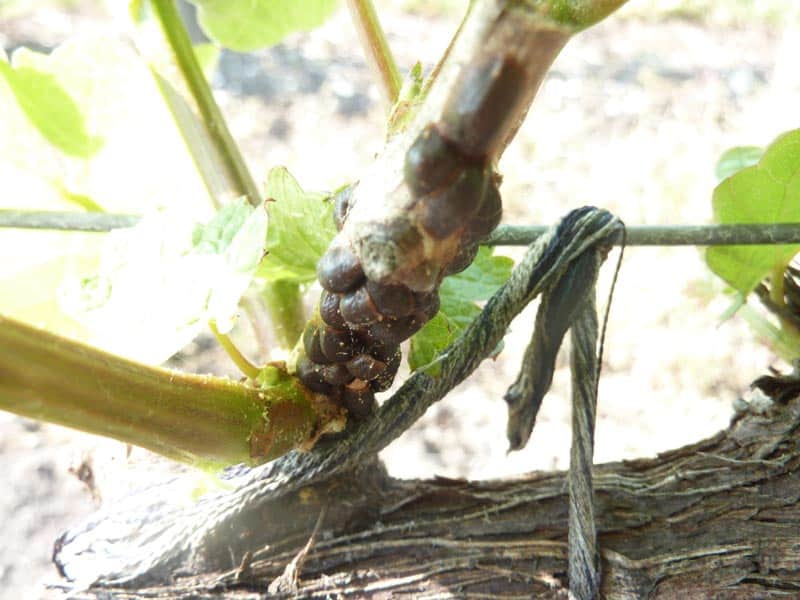 Cochenilles du cournouiller sur rameaux d'un plant de vigne
