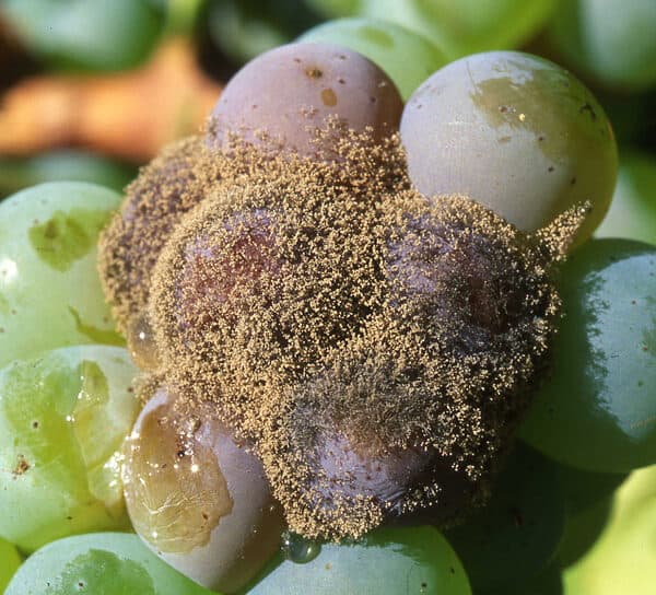 Baie colonisée par le Botrytis Cinerea