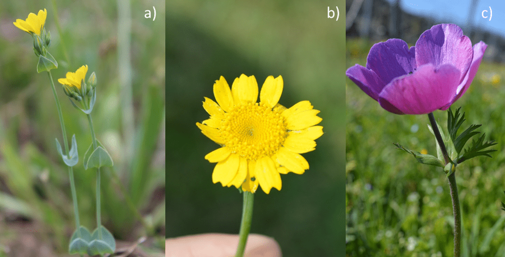 Blackstonie perfoliée, Chrysanthème des moissons et Anémone coronaire