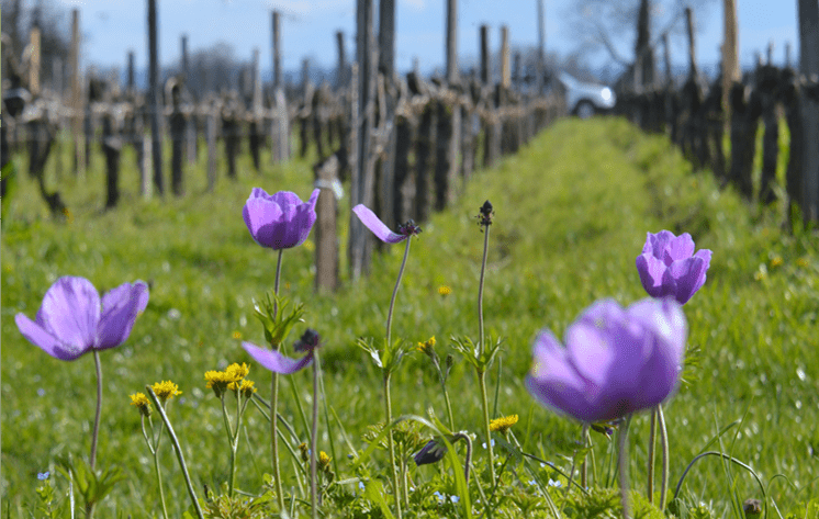 Des anémones devant des vignes