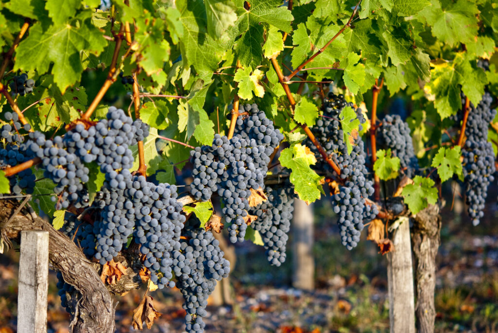 Grappes de raisins noirs sur pied de vigne