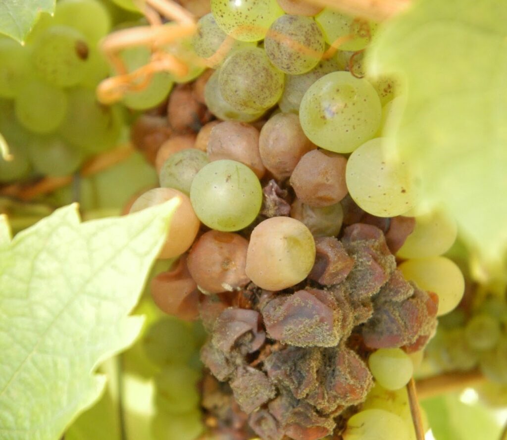 Grappe de raisin présentant du botrytis