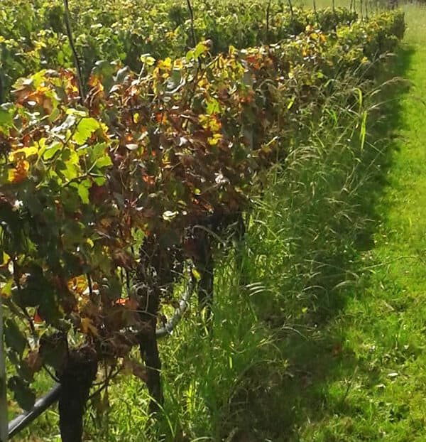 vignes au premier plan sans traitement au second plan zone traitée