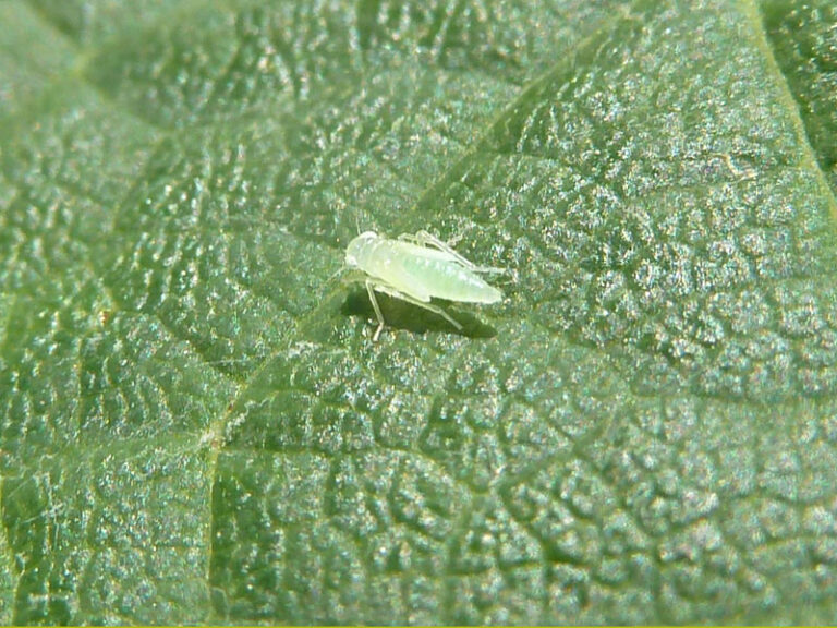 une cicadelle verte sur une feuille de vigne