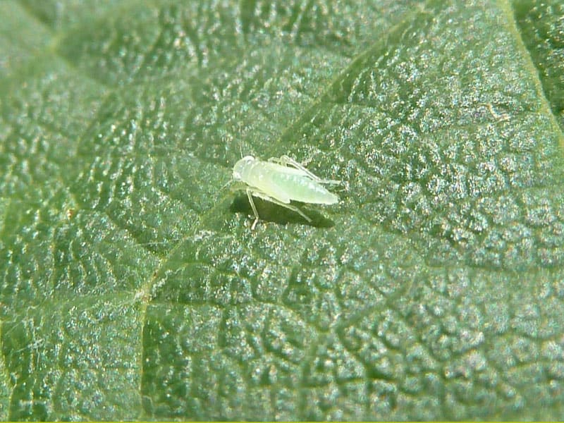 une cicadelle verte sur une feuille de vigne