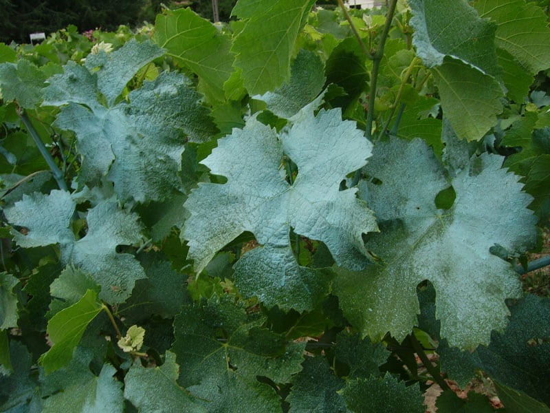 cuivre pulvérisé sur les feuilles de vigne