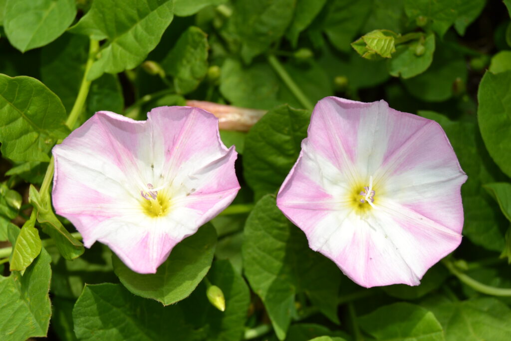 Le liseron des champs en fleur