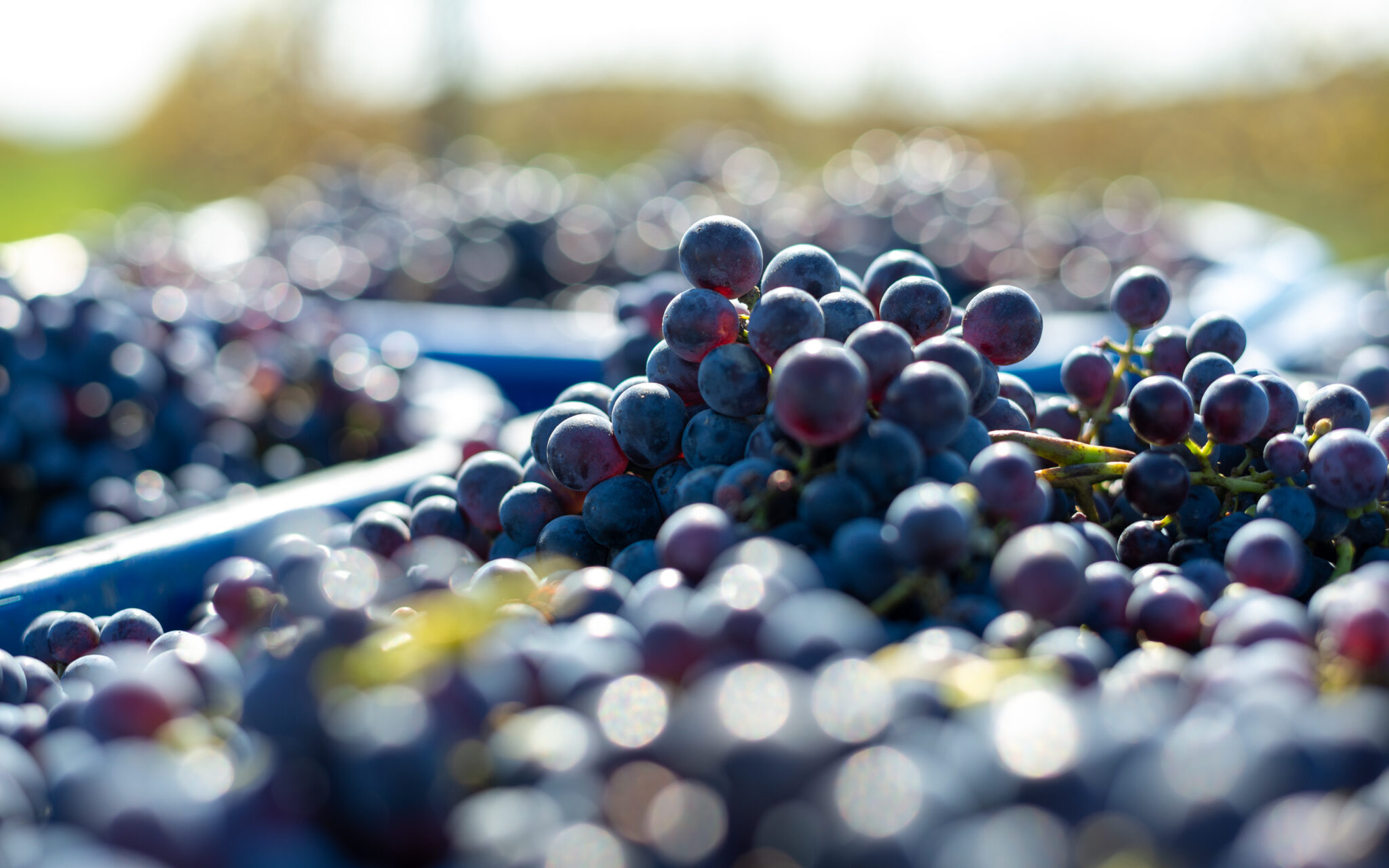 Vue de dessue de caisses de grappes de raisins rouges