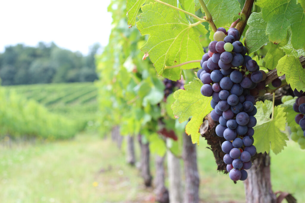 rang de vignes en cépage Merlot