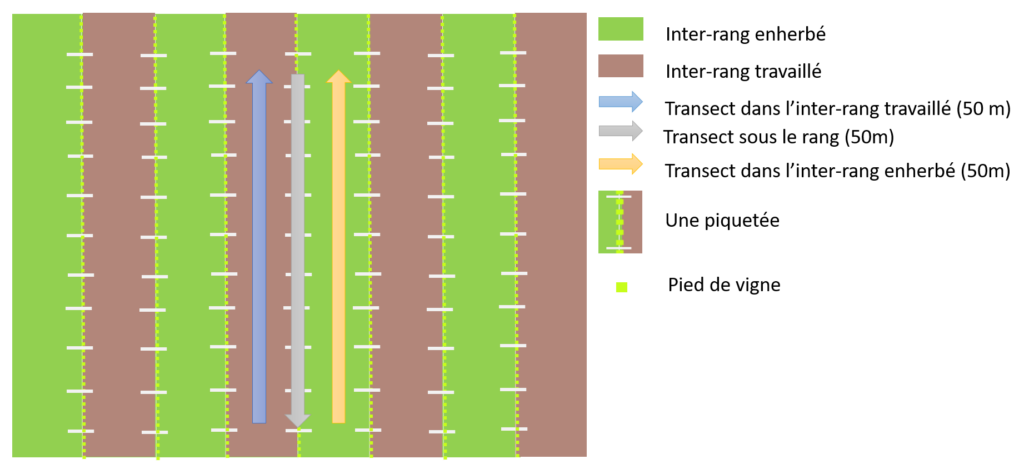 Schéma des inventaires floristiques par la méthode transect