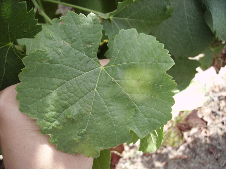 Mildiou sur feuille de vigne tenue à la main