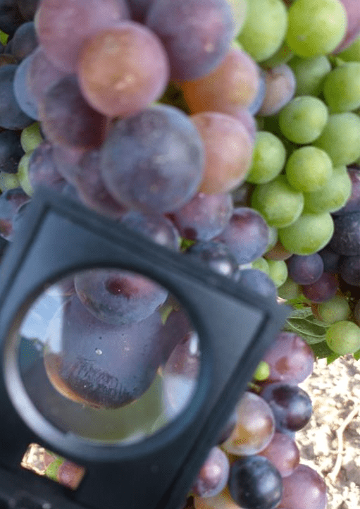 une loupe posée sur un grain d'une grappe de raisin noir pour observer des pontes d'insectes