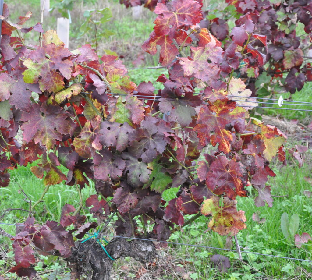 vigne dépérissement du vignoble