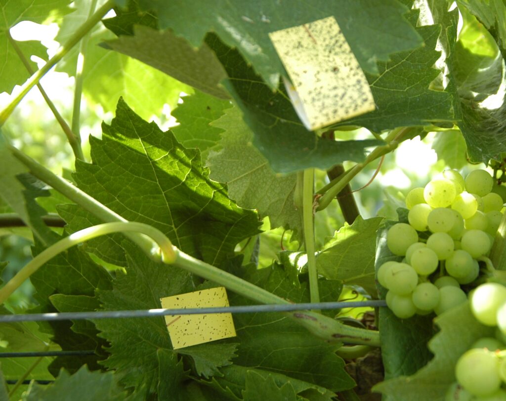 papiers hydrosensibles agraffés sur les feuilles de vigne pour vérifier la qualité de la pulvérisation