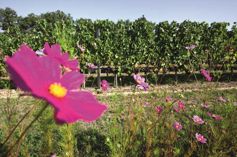 fleurs devant rangs de vigne