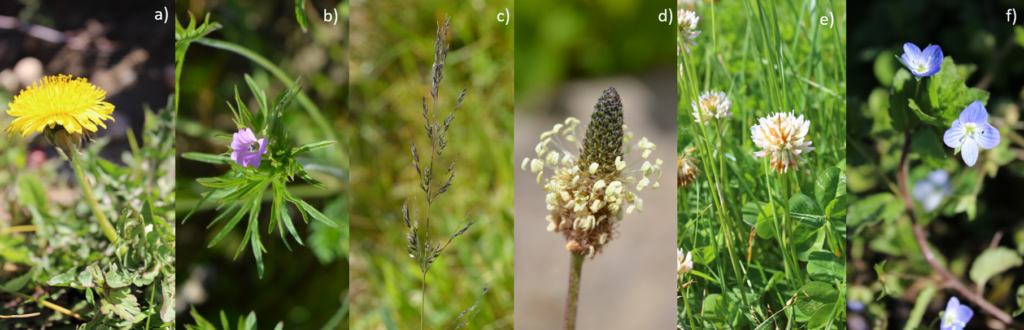 Fleur de pissenlit, Géranium disséqué, Agrostis stolonifère, Plantain lancéolé, Trèfle blanc et Véronique de Perse