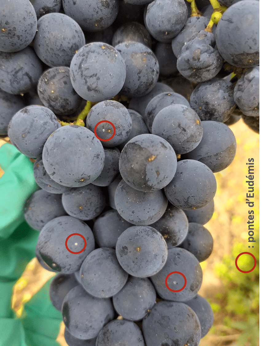 zoom sur des petits points blancs d'une grappe de raisin rouge