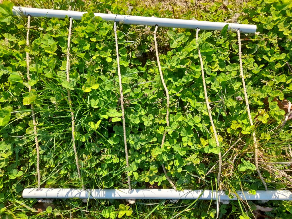 Un quadrat posé sur un parterre de trèfle et d'herbe