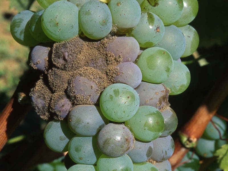 grappe de raisin attaquée par le botrytis