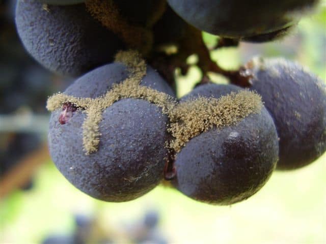 symptômes botrytis sur grappe de raisin merlot