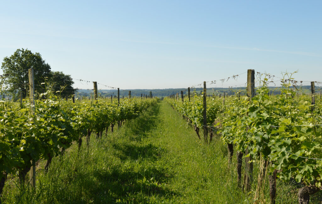 Enherbement d'espèces concurrentielles dans une vigne