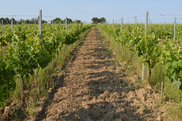 Sol d'une vigne travaillé en inter-rang et enherbement sous le rang