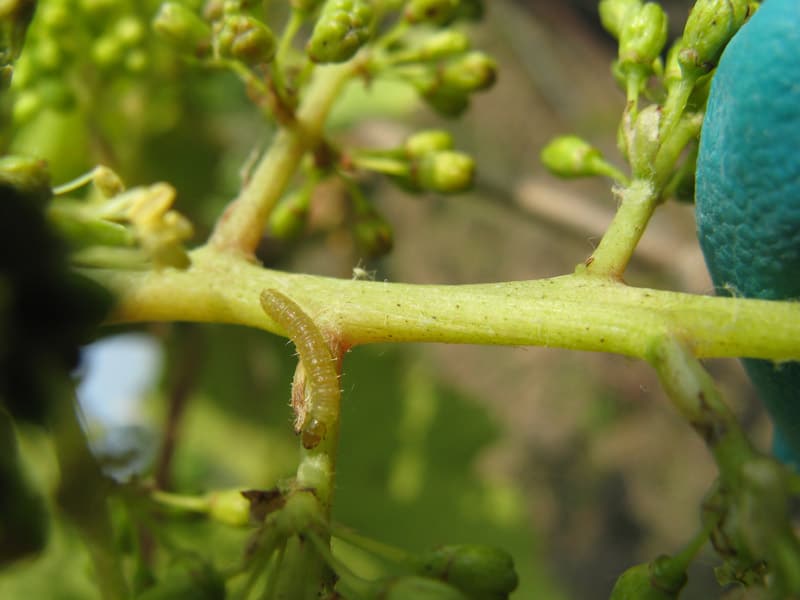 petit vers vert avançant sur une rafle de raisin