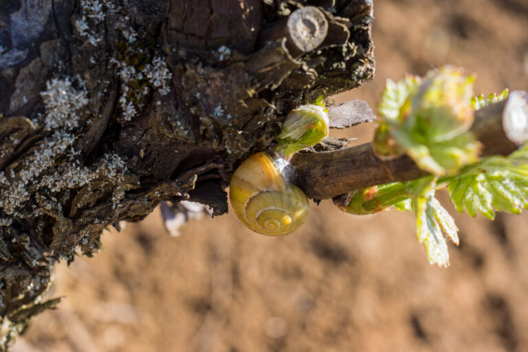 un escargot ravageur de la vigne à la naissance d'un rameau de vigne