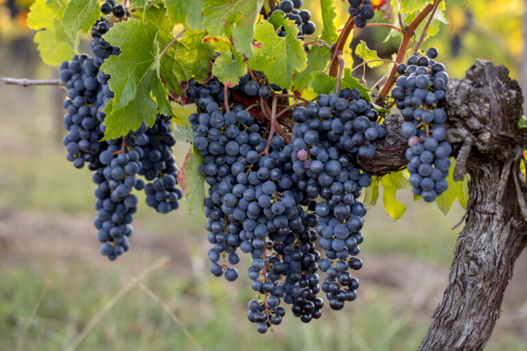 Grappes de raisins prêtes à vendanger