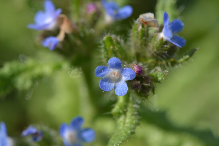 Buglosse des champs en fleur