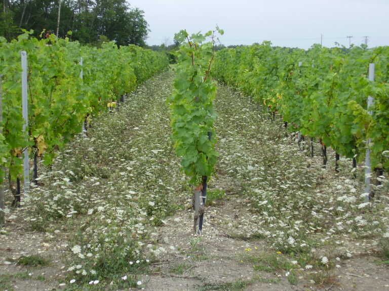 Flore des vignes