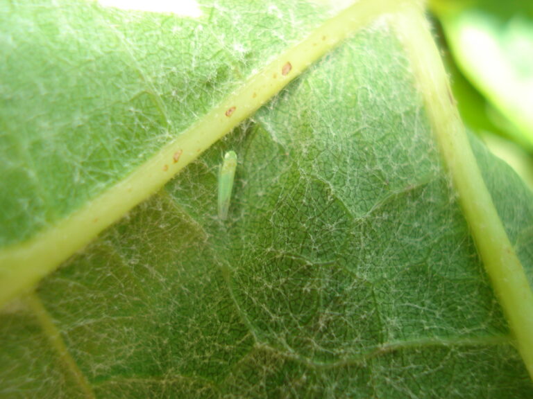 une larve de cicadelle verte posée sous une feuille de vigne