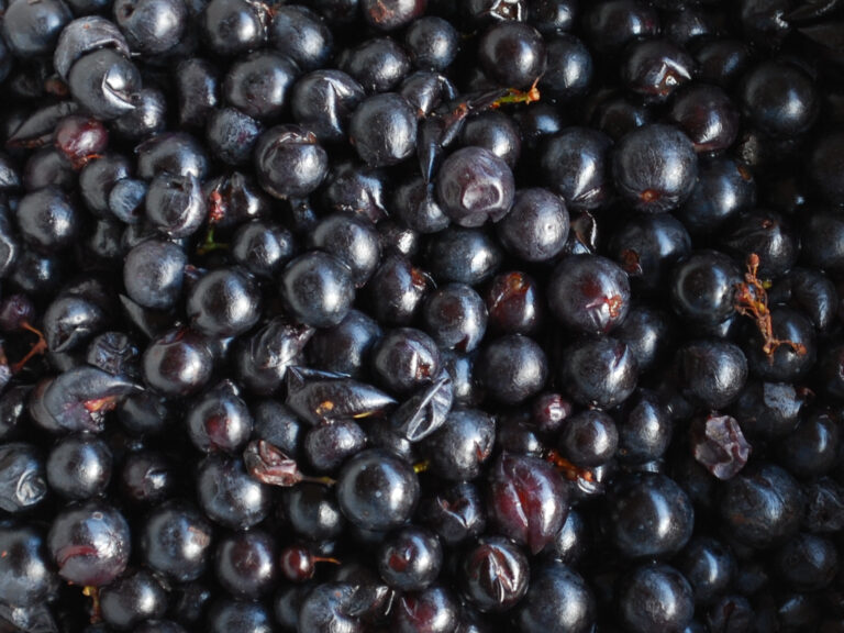 baies de raisin rouge récoltées pour la récolte des vendange