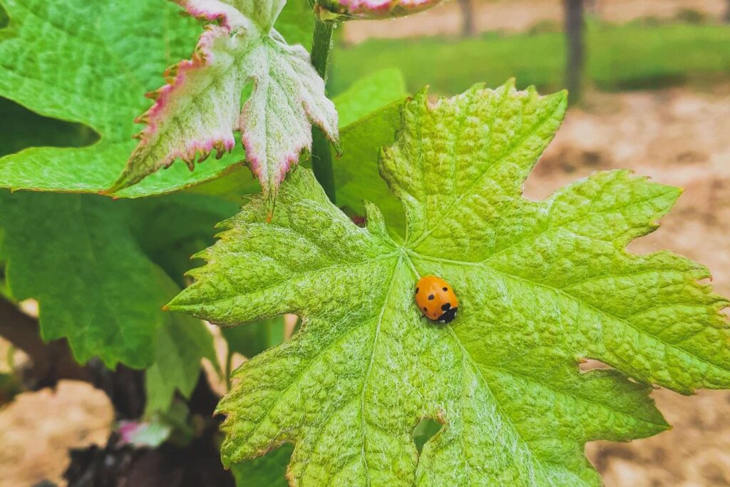 Une coccinelle sur une feuille de vigne