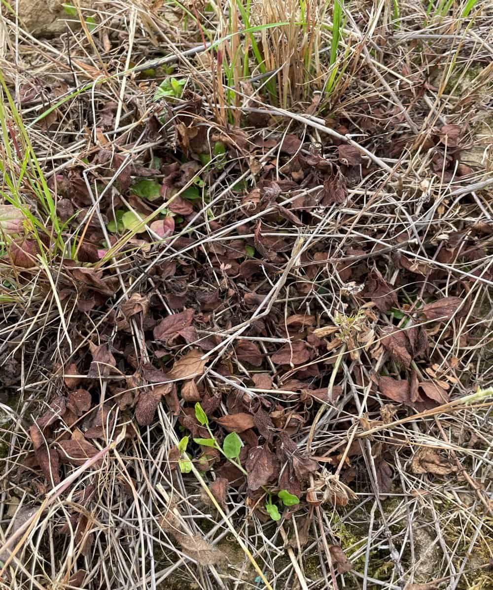 Effet du désherbage électrique sur Prunella vulgaris 14 jours après application