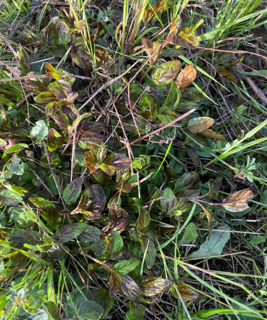 Effet du désherbage électrique sur Prunella vulgaris 4 heures après application