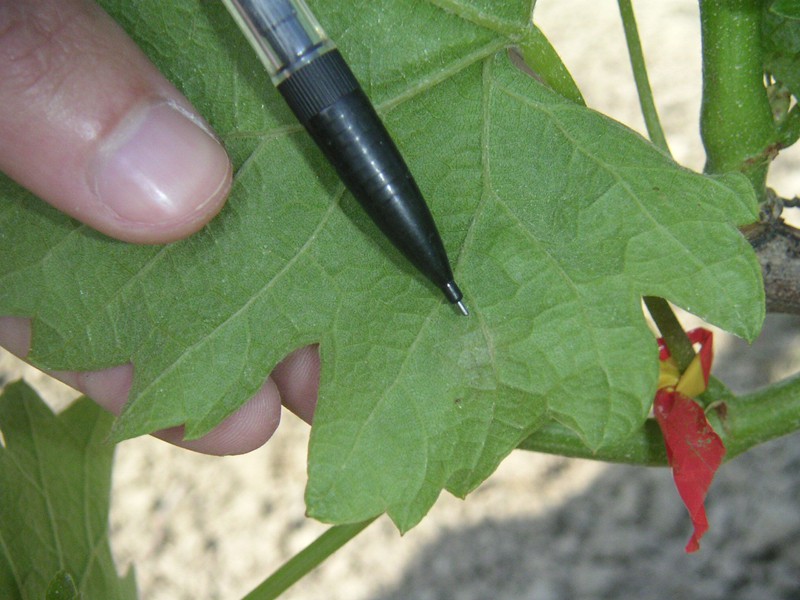 pointe de crayon montrant une tache d'oïdium sous une feuille de vigne, une main tient la feuille