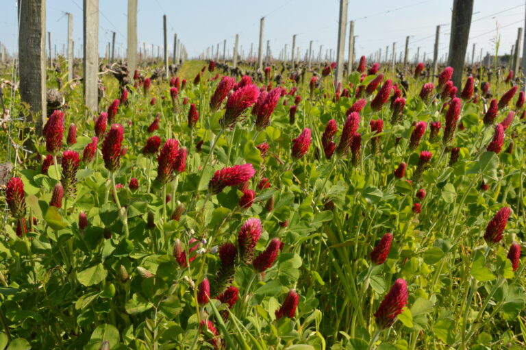 Trèfle sous le rang de vigne couverts végétaux