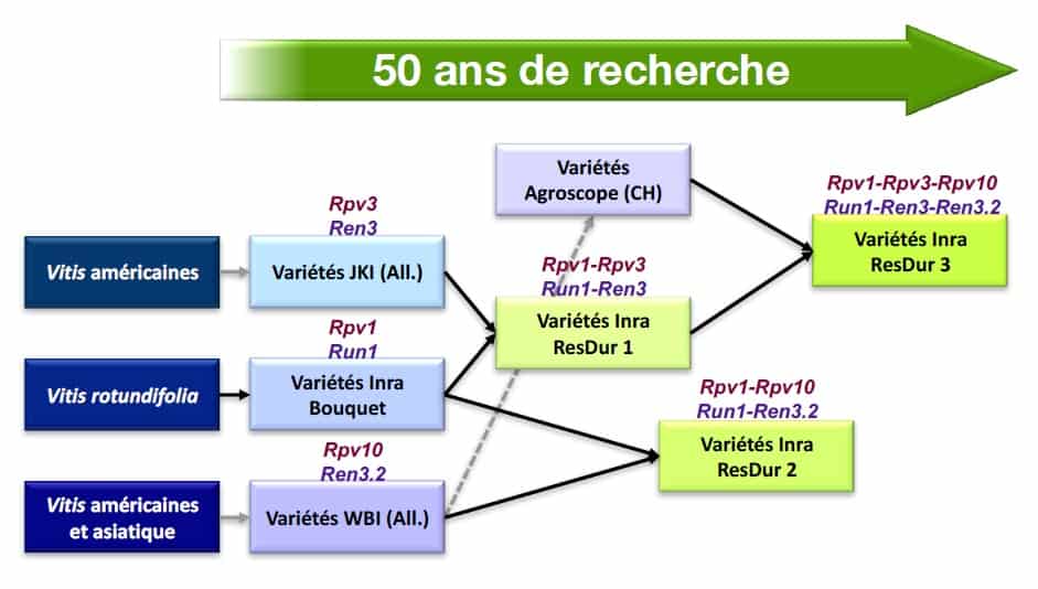 Le programme INRA ResDur