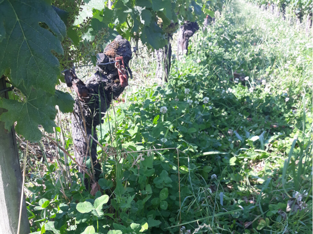 trèfles semé sous le rang de vigne