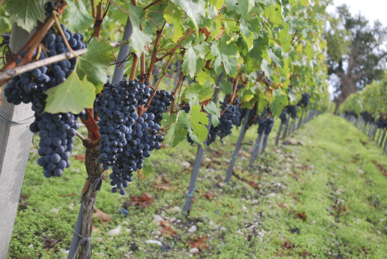 un rang de vigne de raisins noirs mûrs au Chateau Beaumont